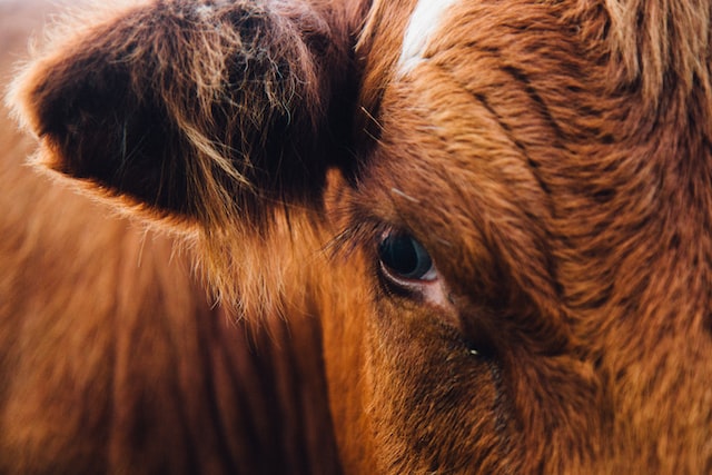 Die Geschichte der roten Kühe in der britischen Landwirtschaft